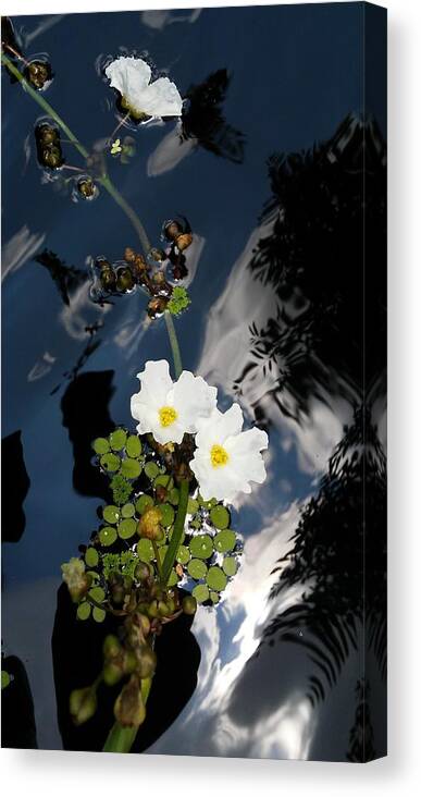  Canvas Print featuring the photograph Water Flowers by John Parry