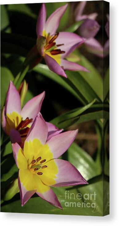 Flower Canvas Print featuring the photograph Yellow and Pink by D Lee