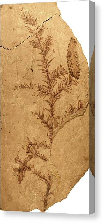 Sequoia Canvas Print featuring the photograph Florissant Formation Plant Fossil by Natural History Museum, London/science Photo Library