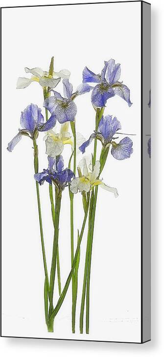 Iris Canvas Print featuring the photograph Irises in Blue and Yellow by Gordon Ripley