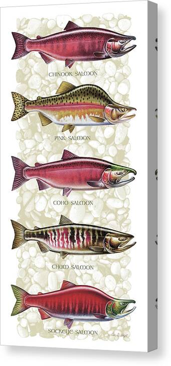 Jon Q Wright Canvas Print featuring the painting Five Salmon Species by JQ Licensing