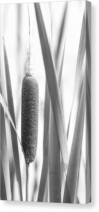 Beautiful Canvas Print featuring the photograph Cattail Reed Seed by Mike Fusaro
