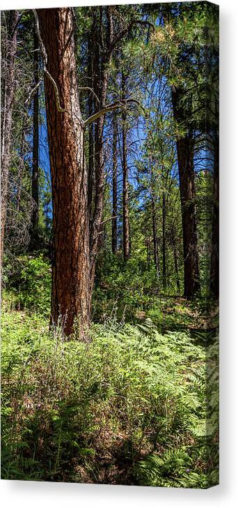 Tree Canvas Print featuring the photograph Lonesome Tree by Lonnie Paulson