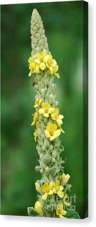 Mullein Canvas Print featuring the photograph Mullein by Randy Bodkins