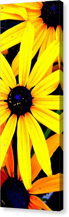 Daisys Canvas Print featuring the photograph Center of Attention by Antonia Citrino