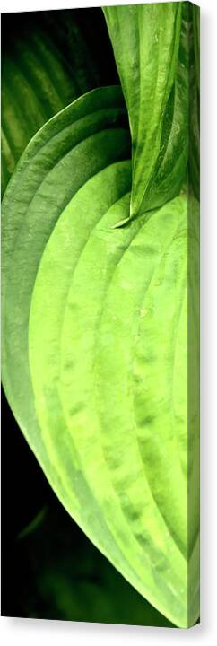 Lines Canvas Print featuring the photograph Shades Of Green by Jerry Sodorff