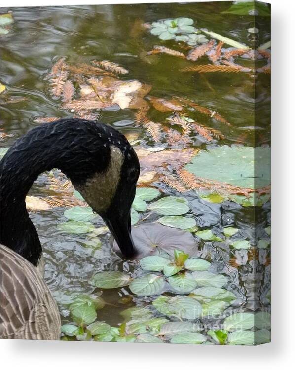 Goose Eating Canvas Print featuring the photograph Goose #1 by Jane Ford