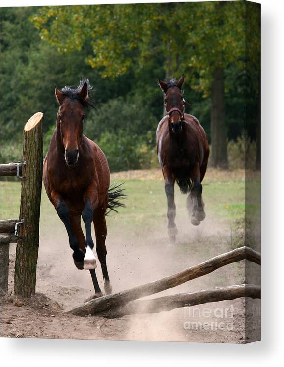 Horse Canvas Print featuring the photograph Over The Fence #1 by Ang El