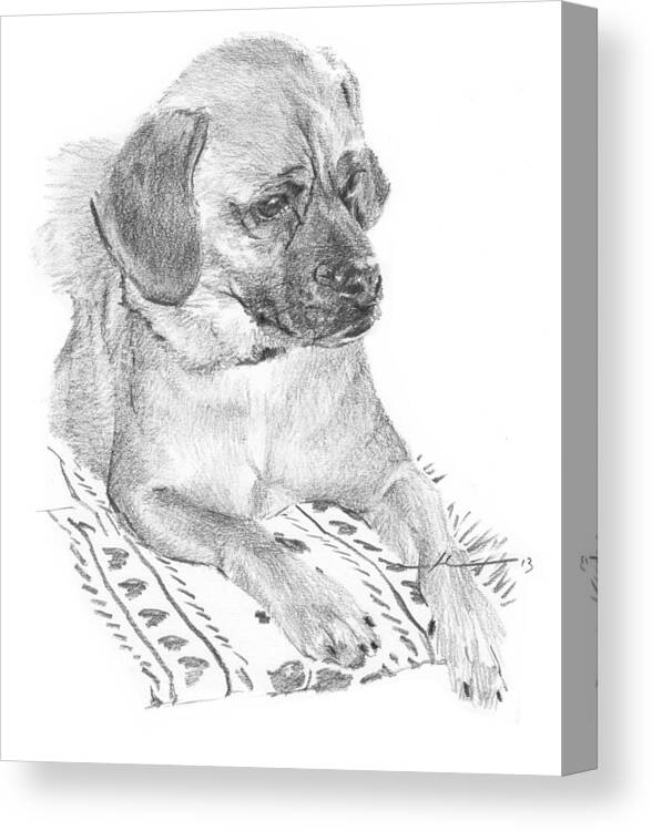 <a Href=http://miketheuer.com Target =_blank>www.miketheuer.com</a> Puppy On A Blanket Pencil Portrait Canvas Print featuring the drawing Puppy On A Blanket Pencil Portrait by Mike Theuer