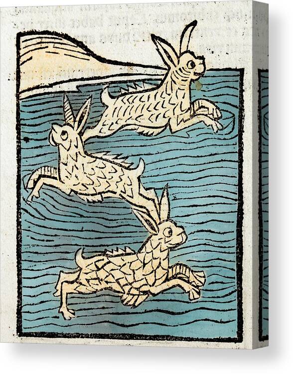 15th Century Canvas Print featuring the photograph 1491 Sea Hares From Hortus Sanitatis by Paul D Stewart