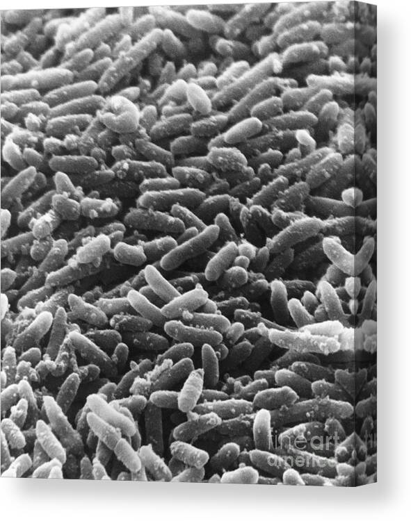 Bacterial Canvas Print featuring the photograph Bacteria, Sem #2 by David M. Phillips