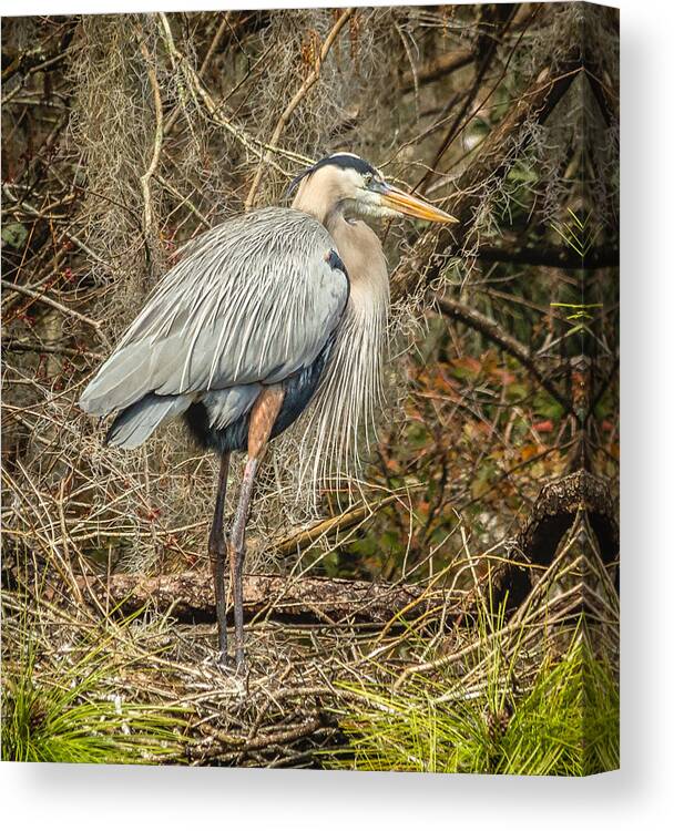 Florida Canvas Print featuring the photograph Great Blue Heron #2 by Jane Luxton