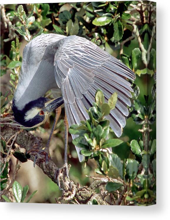 Nature Canvas Print featuring the photograph Yellow Crowned Night Heron #27 by Millard H. Sharp
