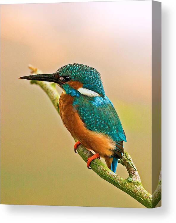 Kingfisher Canvas Print featuring the photograph Kingfisher #4 by Paul Scoullar