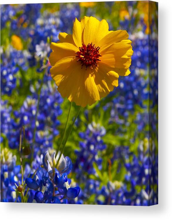 Wildflower Canvas Print featuring the photograph Wildflowers #4 by John Babis