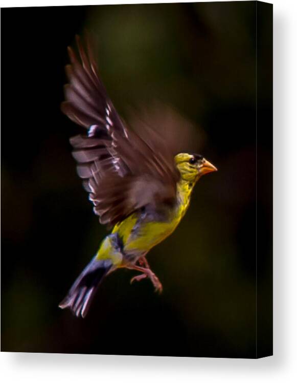 Gold Finch Outdoors Wild Nature All Prints Are Available In Prints Canvas Print featuring the photograph Gold Finch #5 by Brian Williamson