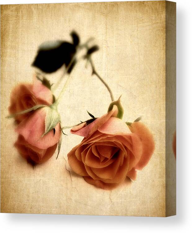 Flowers Canvas Print featuring the photograph Vintage Rose #6 by Jessica Jenney
