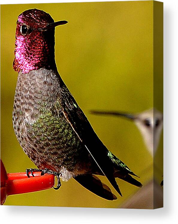 Hummingbird Canvas Print featuring the photograph A Male Anna's Looking At A Female Anna's by Jay Milo