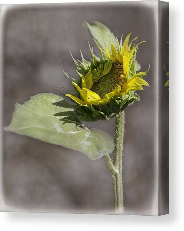 Sunflower Canvas Print featuring the photograph A New Beginning by Thomas Young