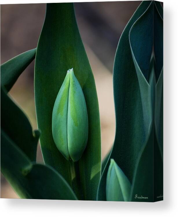 Nature Canvas Print featuring the photograph Almost by Michael Friedman
