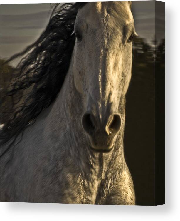 Andalusia Canvas Print featuring the photograph Americano 3 by Catherine Sobredo