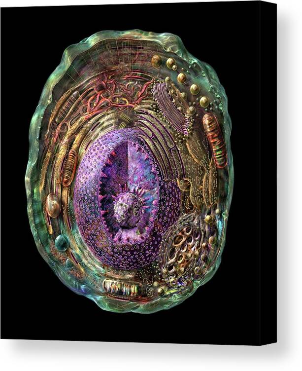 Anatomical Canvas Print featuring the photograph Animal Cell by Russell Kightley/science Photo Library