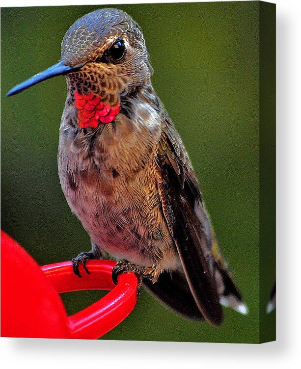 Hummingbird Canvas Print featuring the photograph Anna's With Red Necklace by Jay Milo