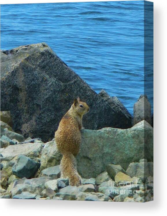 Bay Canvas Print featuring the photograph Bay Squirrel 2 by Gallery Of Hope 