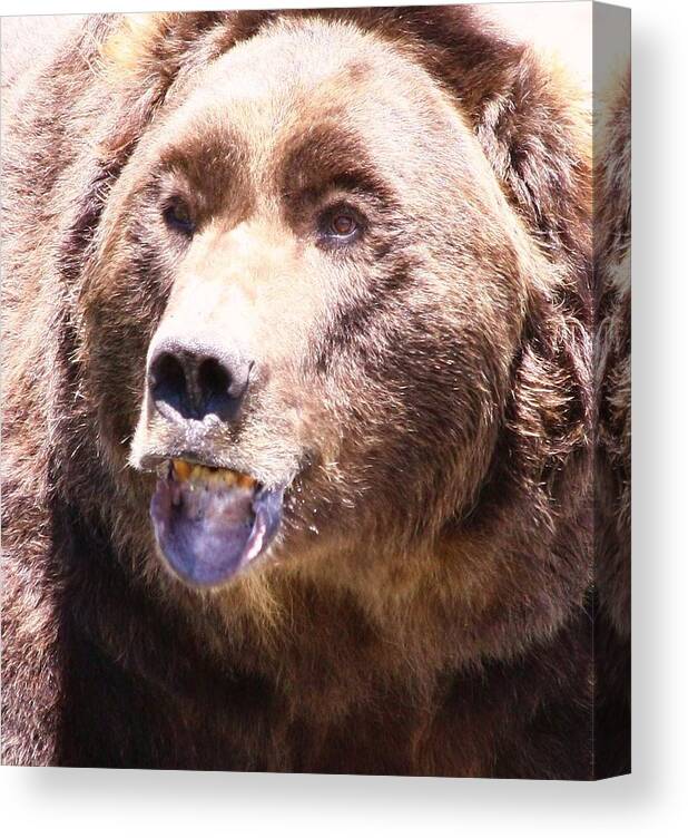 Grizzly Canvas Print featuring the photograph Bearing My Teeth by Shane Bechler