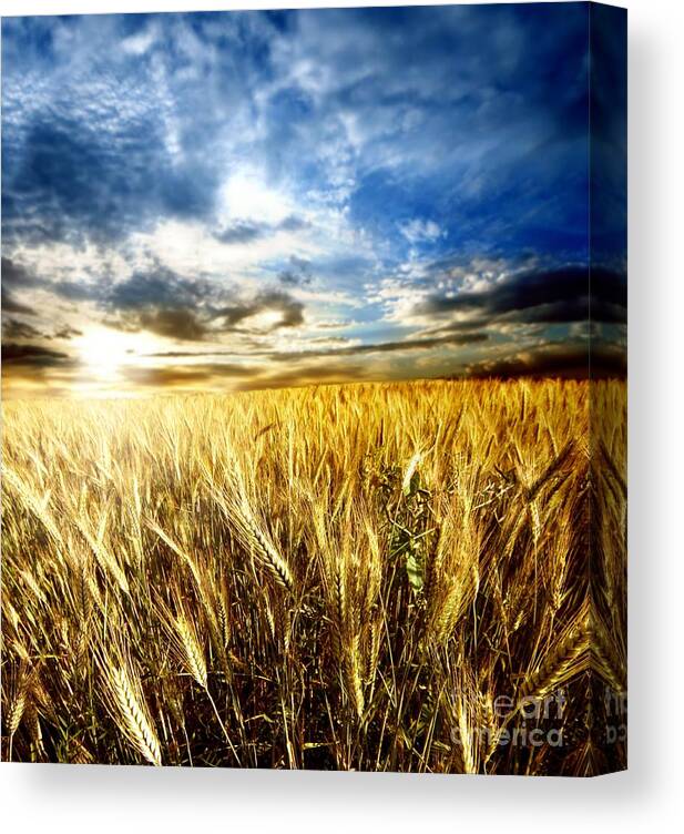 Beautiful Canvas Print featuring the photograph Beautiful Wheat Farming by Boon Mee
