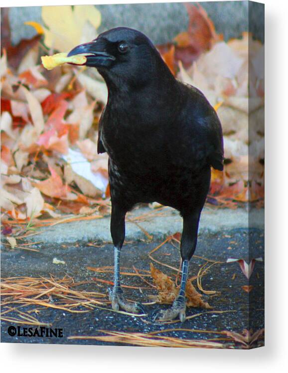 Crow Canvas Print featuring the photograph Big Daddy Crow Leaf Picker by Lesa Fine