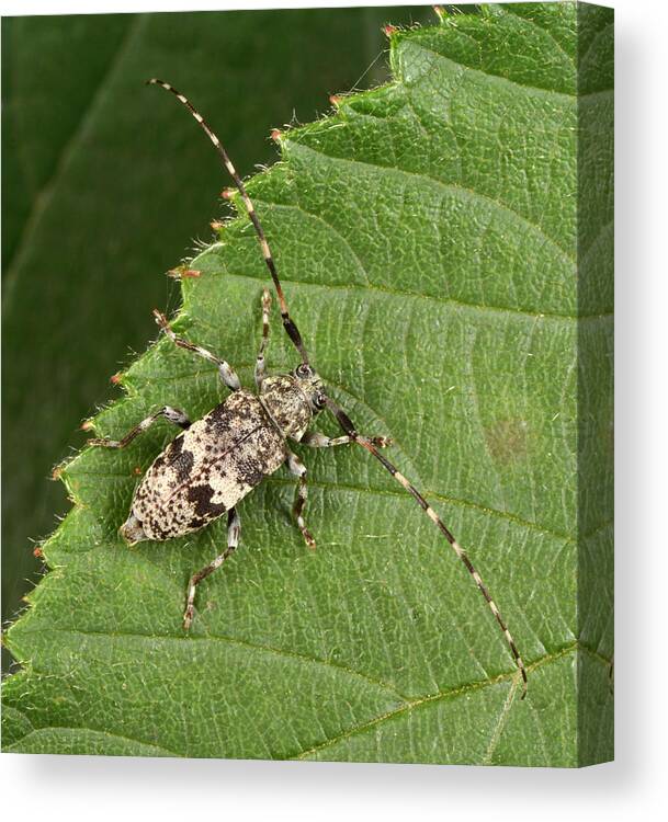 Insect Canvas Print featuring the photograph Black-clouded Longhorn Beetle by Nigel Downer