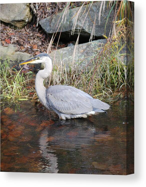 Blue Heron Canvas Print featuring the photograph Blue Heron II by Don Wright