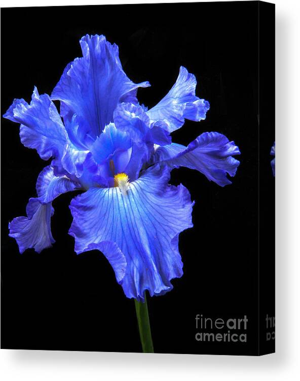 Flower Canvas Print featuring the photograph Blue Iris by Robert Bales