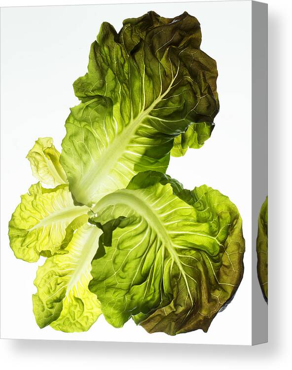 White Background Canvas Print featuring the photograph Butter Leaf on White by Jack Andersen