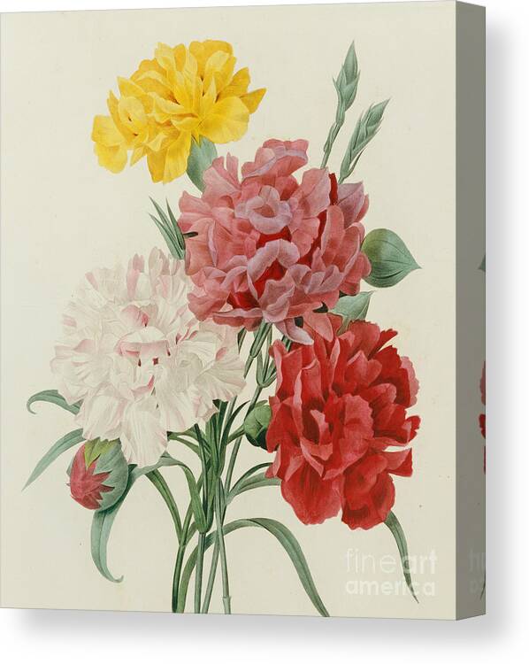 Flower; Plant; Botany; Botanical Canvas Print featuring the painting Carnations from Choix des Plus Belles Fleures by Pierre Joseph Redoute