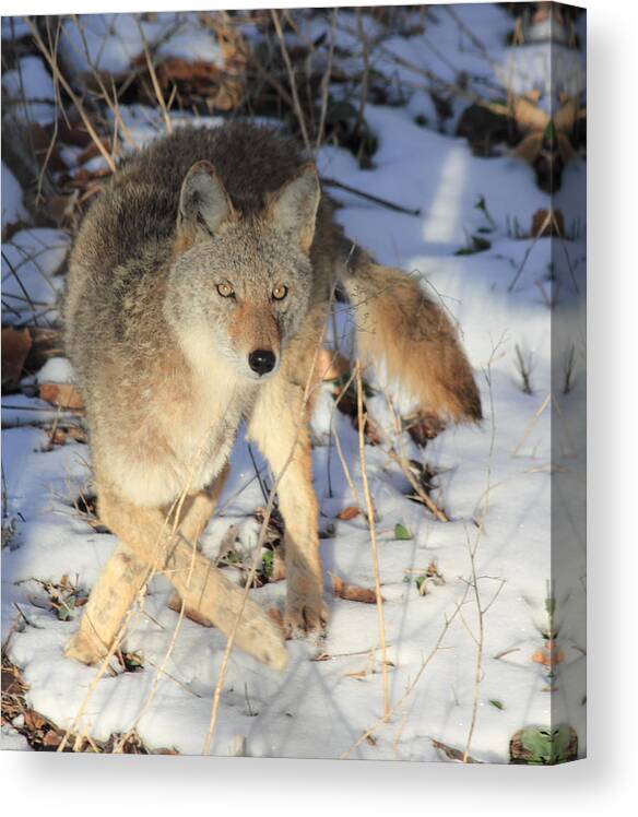 Coyote Canvas Print featuring the photograph Changing Direction by Shane Bechler