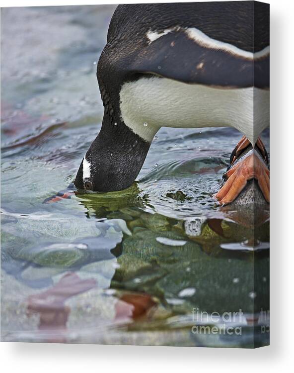 Festblues Canvas Print featuring the photograph Checking for Orca... by Nina Stavlund