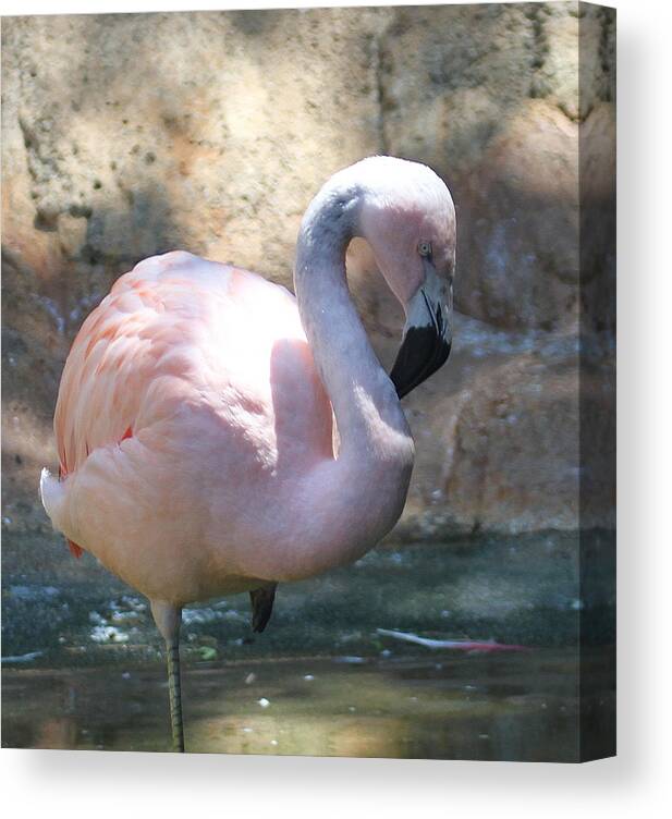 Flamingo Canvas Print featuring the photograph Chilean Flamingo 2 by Cathy Lindsey