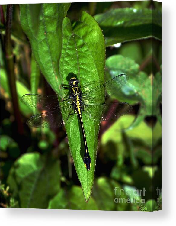 Color Photography Canvas Print featuring the photograph Club Tailed Dragonfly by Sue Stefanowicz