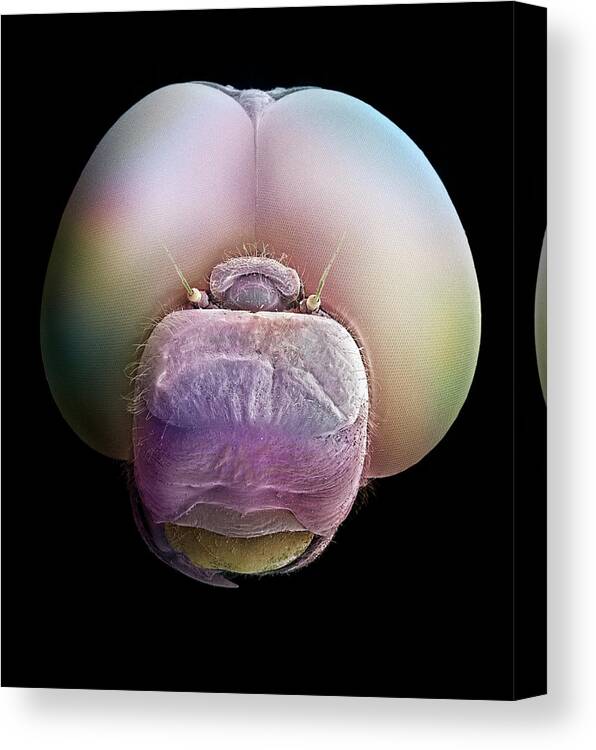 Albert Lleal Canvas Print featuring the photograph Dragonfly Head SEM 25x Magnification by Albert Lleal