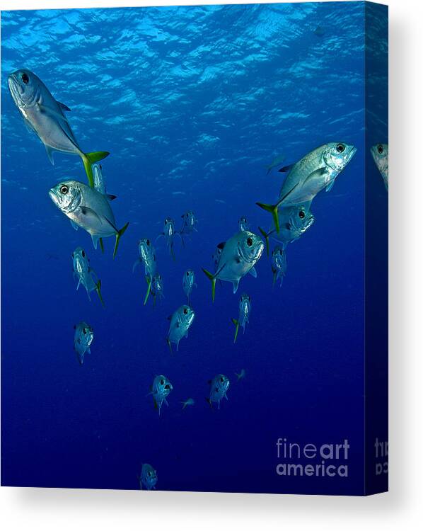 Jack Canvas Print featuring the photograph Follow Jack by Carey Chen