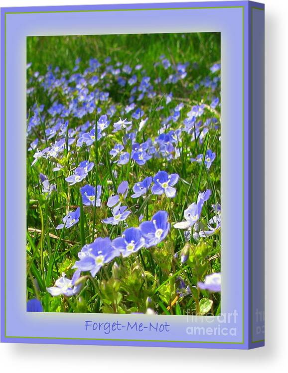 Forget Canvas Print featuring the photograph Forget Me Not by Leone Lund