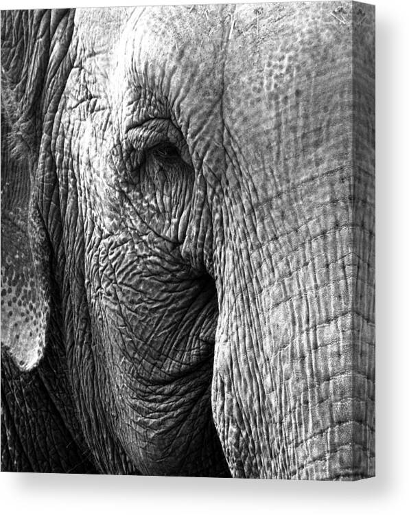 Elephant Canvas Print featuring the photograph Fragility To Forget by J C
