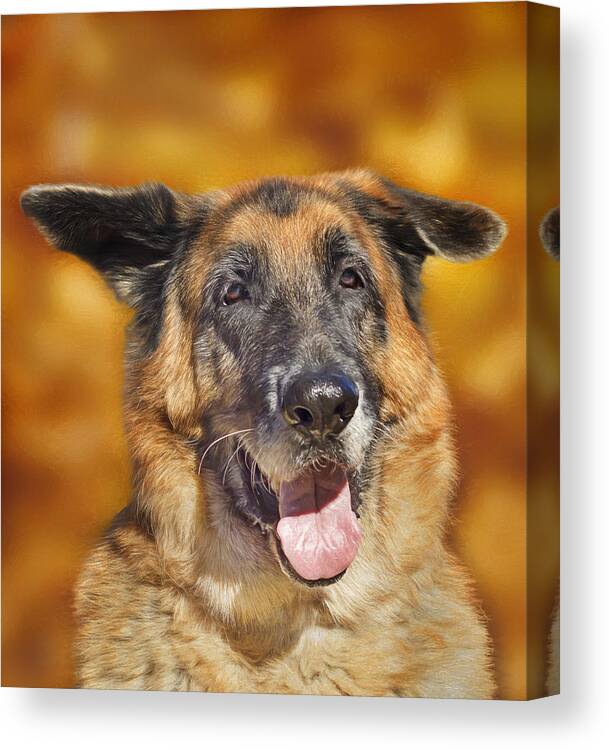 Animal Canvas Print featuring the photograph Good Old Boy by Brian Cross