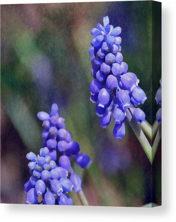 Flower Canvas Print featuring the photograph Grape Hyacinth by Deena Stoddard