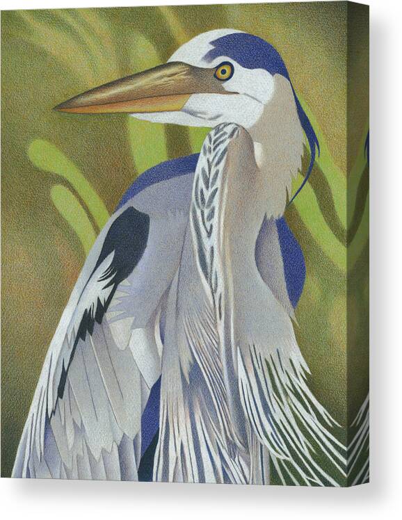 Art Canvas Print featuring the drawing Great Blue Heron by Dan Miller
