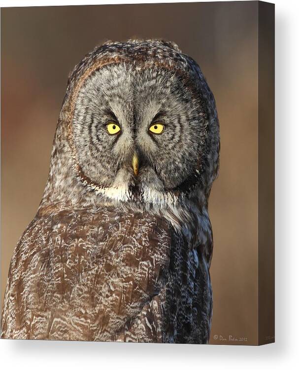 Great Gray Owl Canvas Print featuring the photograph Great Gray Owl Portrait by Daniel Behm