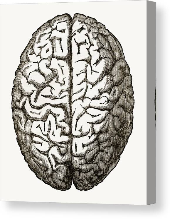 Printmaking Technique Canvas Print featuring the drawing Human Brain Isolated on White Engraved Illustration, Circa 1880 by Bauhaus1000