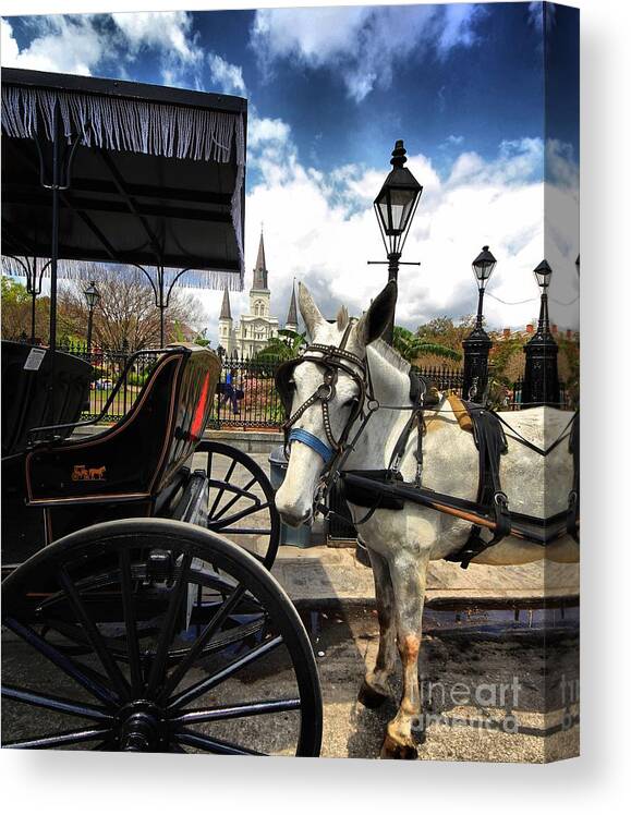 Horses Canvas Print featuring the photograph I told em cart BEFORE by Robert McCubbin